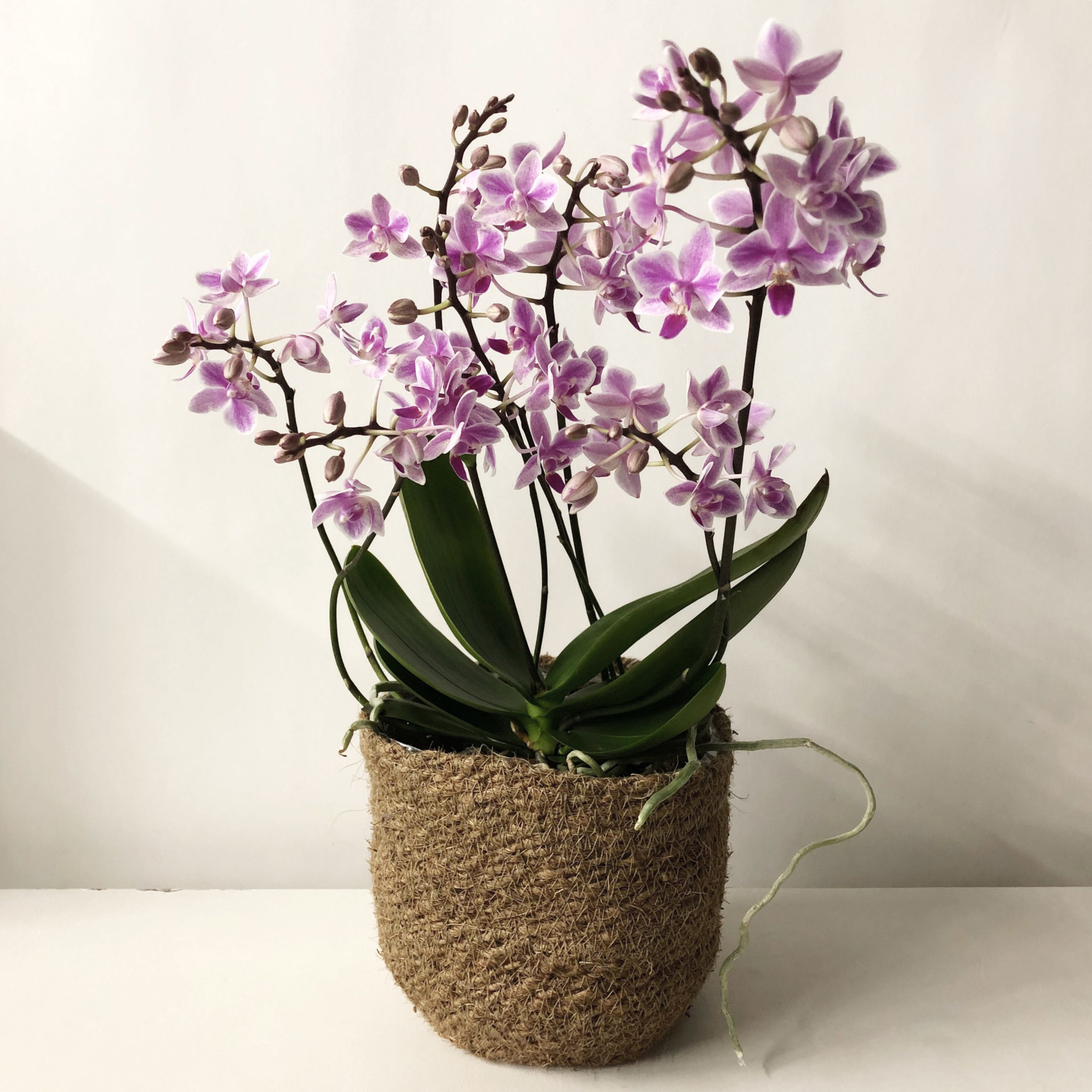 Orchidée violette, plante tropicale dotée d'une bonne résistance