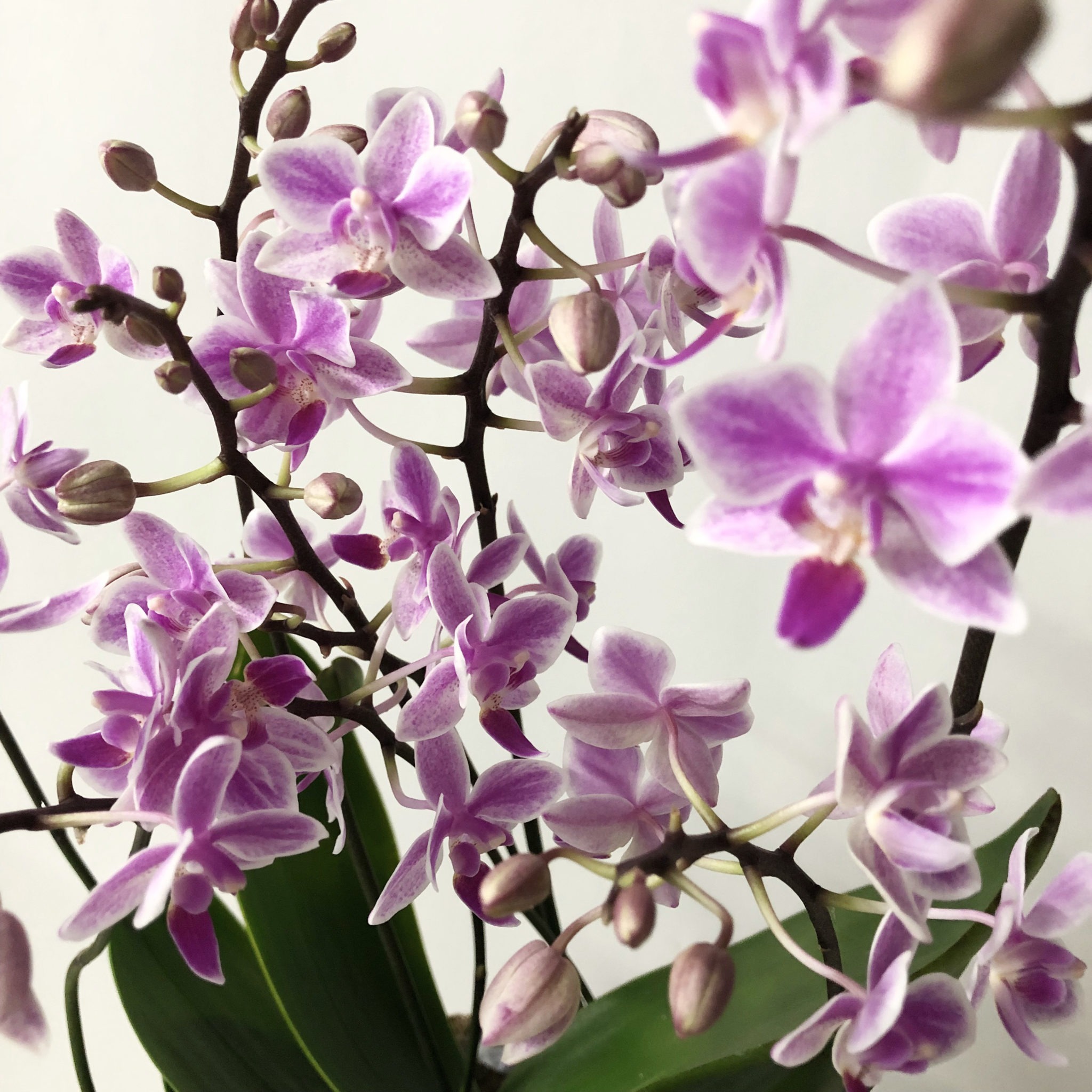 Orchidée violette, plante tropicale dotée d'une bonne résistance
