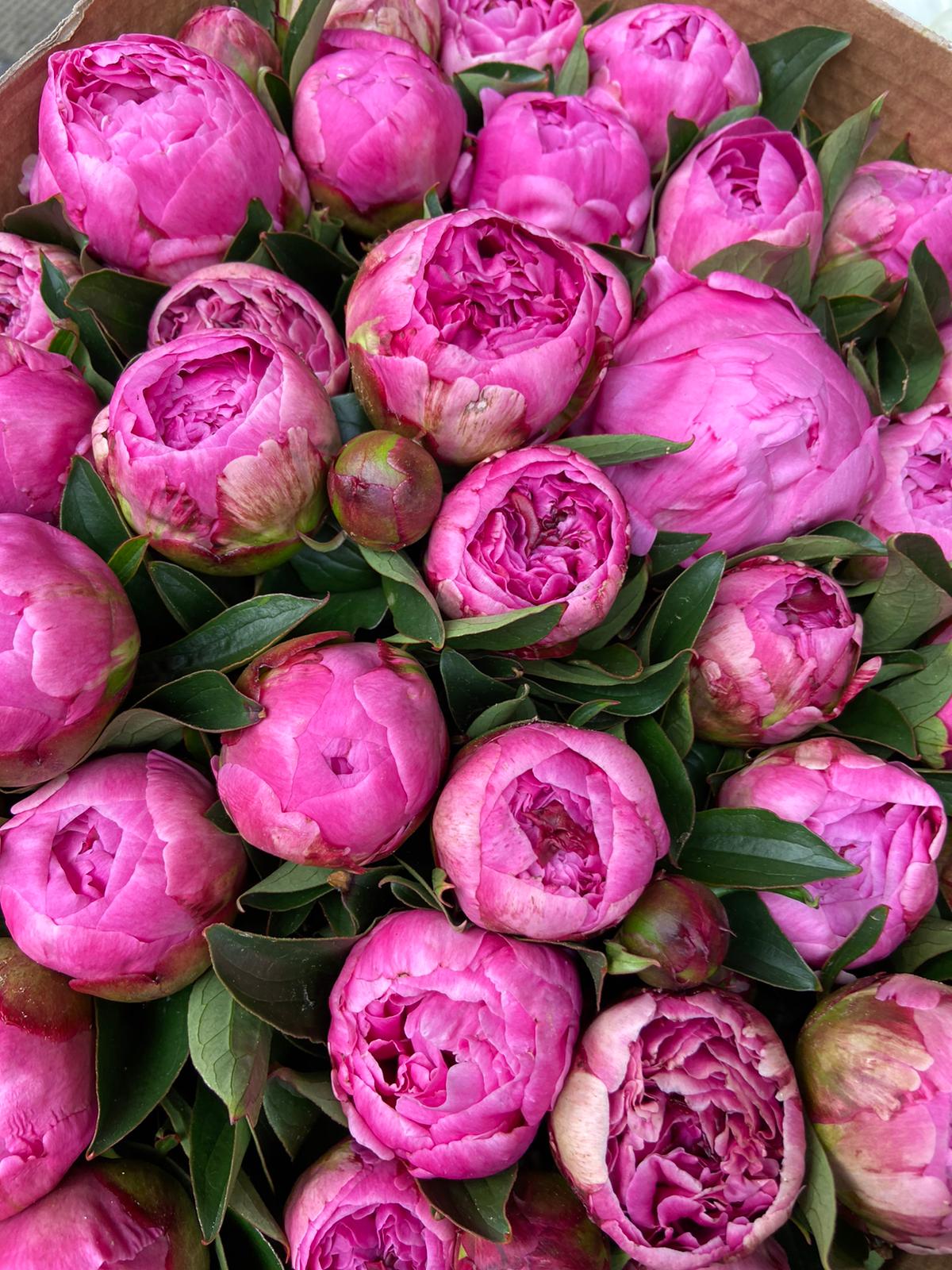Pivoine rose foncée Ann